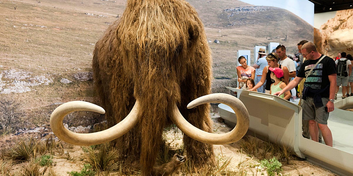 Featured image for "Reviving Extinct Woolly Mammoths: Breakthrough in Elephant Stem Cell Creation"