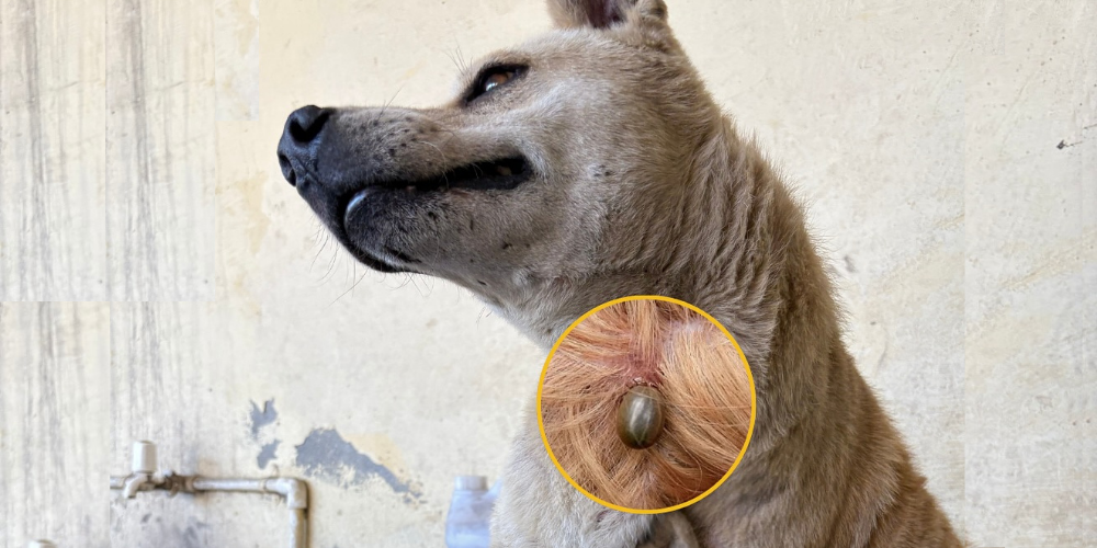 Featured image for Top Tips to Protect Your Family from Tick-Borne Diseases