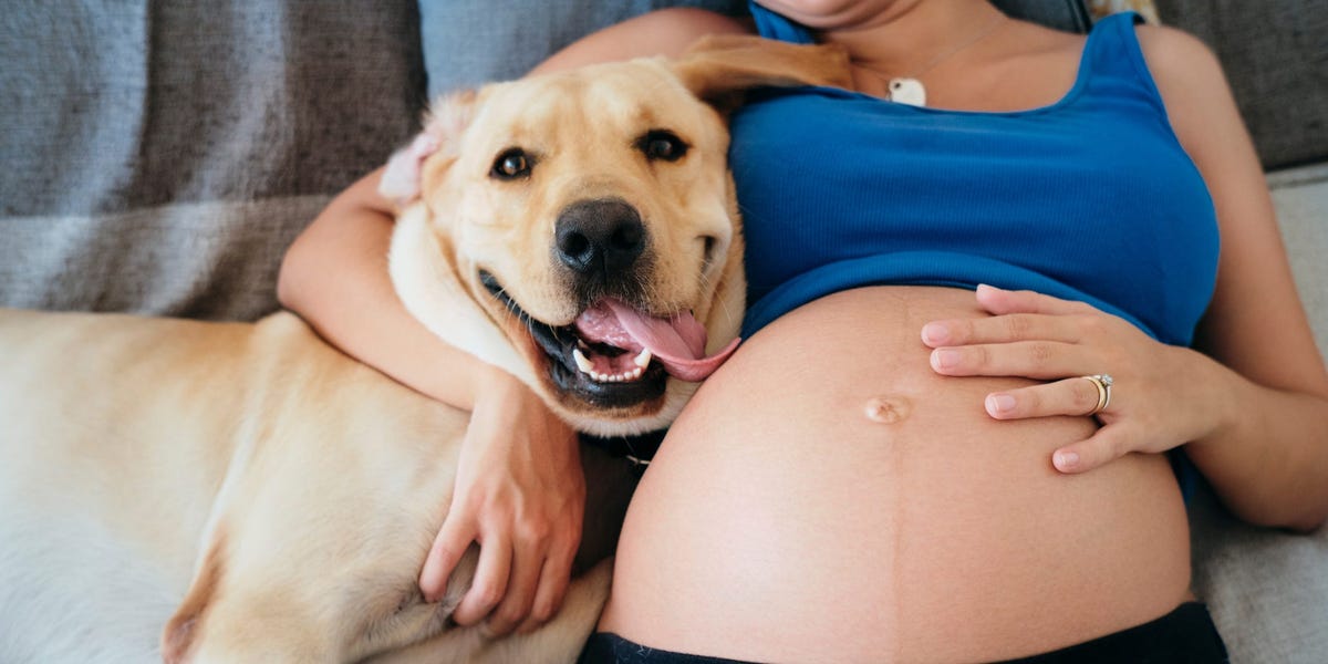 Featured image for Do dogs have the ability to detect human pregnancy? Expert opinions.