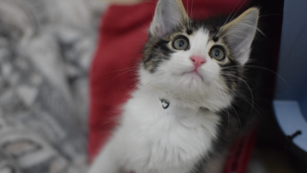 Featured image for "Protecting Pets from Bird Flu: What You Need to Know"