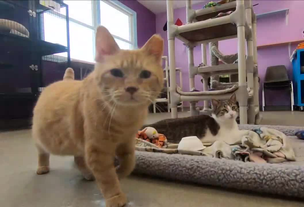 Featured image for "Bills Kicker Tyler Bass Inspires $100K-Plus Donation to Cat Rescue"