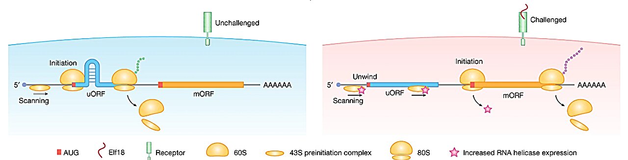 Featured image for "Unveiling the Role of Downstream RNA Hairpins in mRNA Translation"