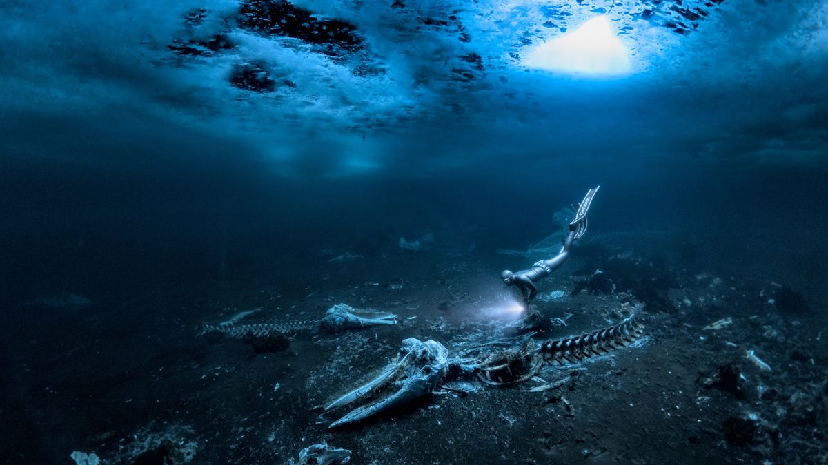 Featured image for "Haunting Images: Winners of Underwater Photography Contests Capture Whales and Marine Life in Watery Graves"