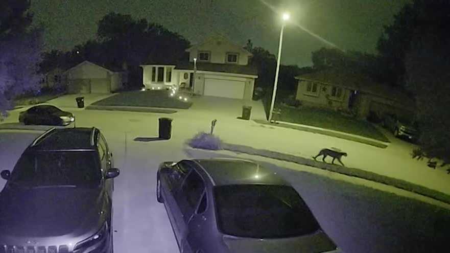 Mountain Lion Sighting Leaves Southwest Omaha Residents on Edge