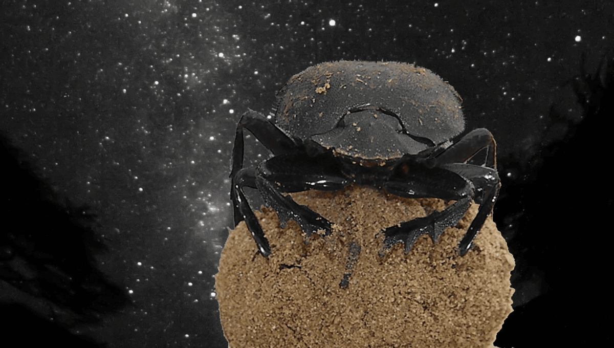 Featured image for Insect Uses Milky Way for Navigation and Pushes Large Poop Balls