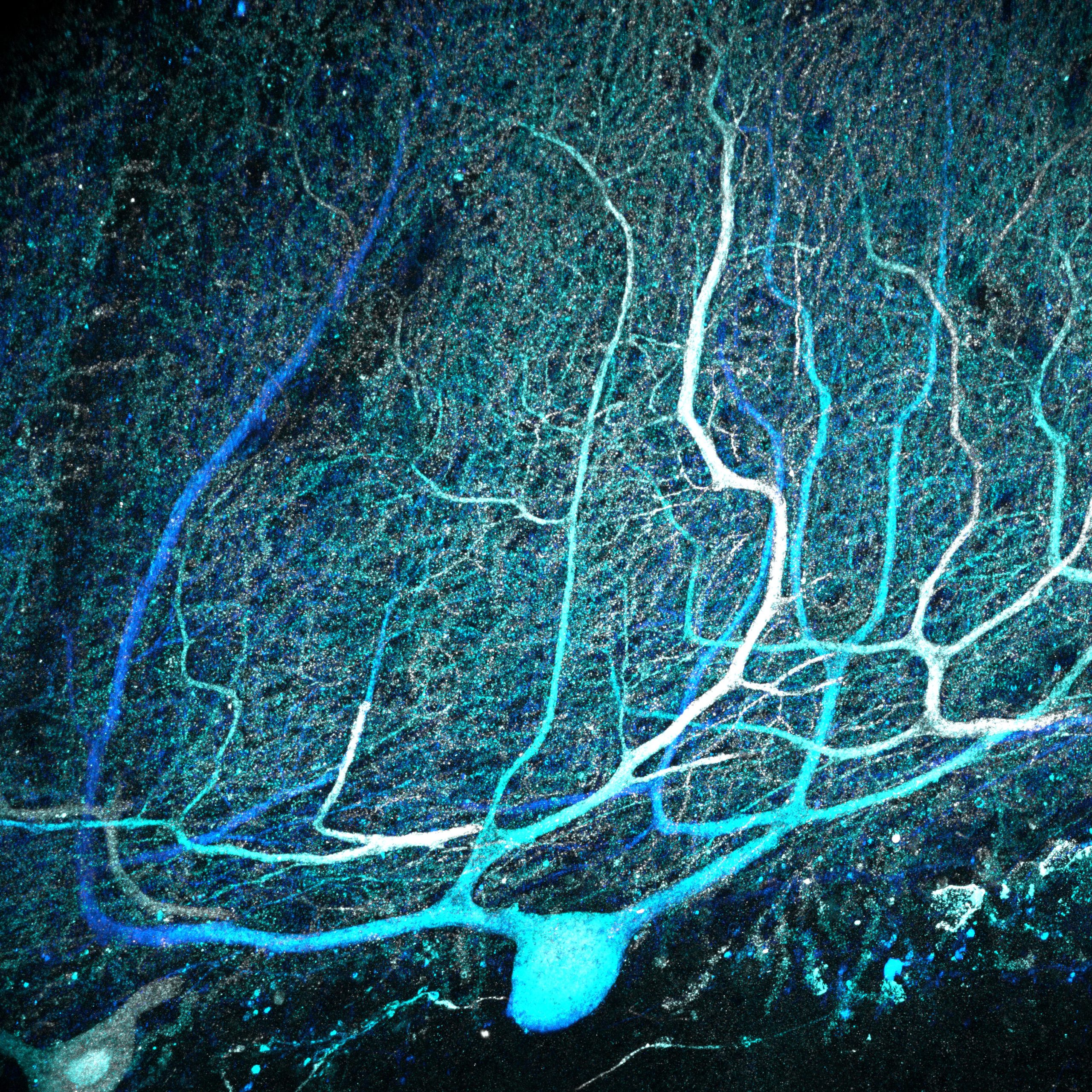 Featured image for Unveiling the Intricate Network of Cerebellar Connections: Scientists Rewrite Textbooks