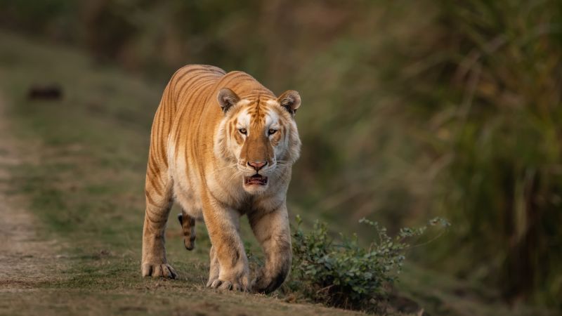 "Concerns Rise as Rare 'Golden' Tiger Spotted in India"
