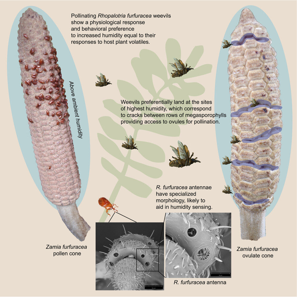 Featured image for Humidity, not just scent, attracts pollinators: Study.