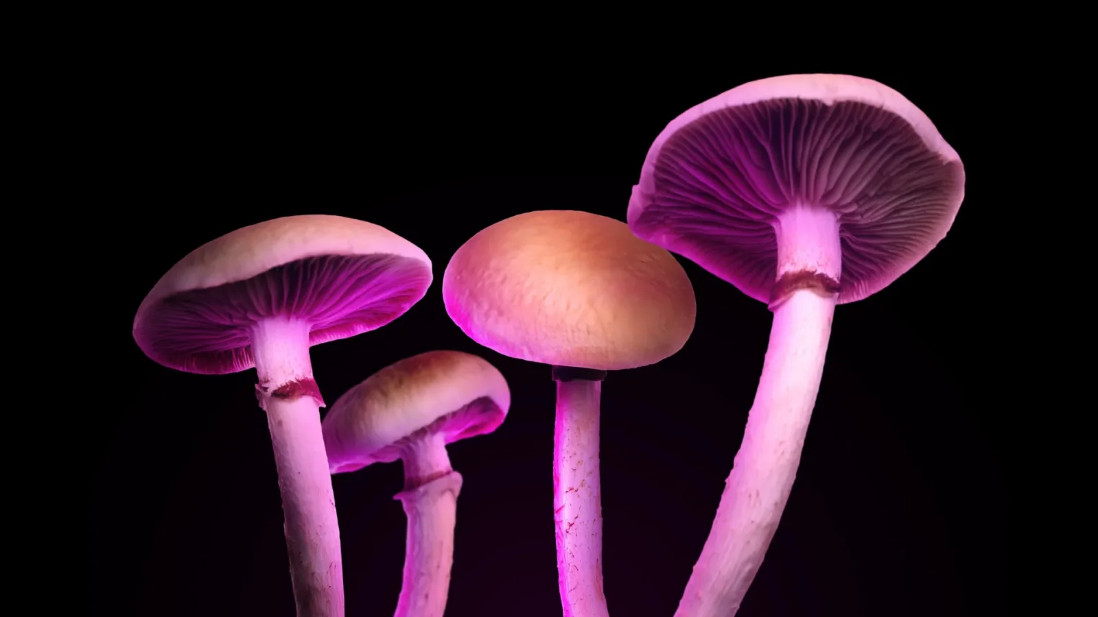 Psilocin variants promise depression relief without psychedelic trip