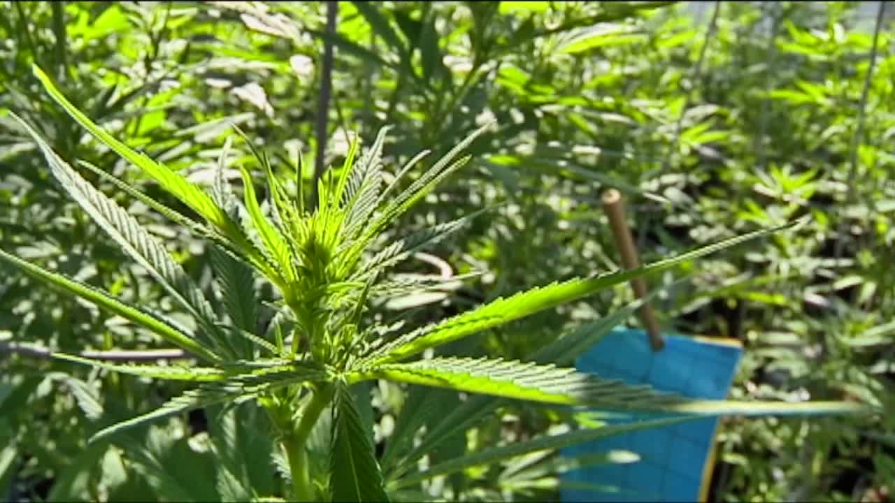 Featured image for "Senate to Vote on Marijuana Legalization and Its Impact on THC Products"