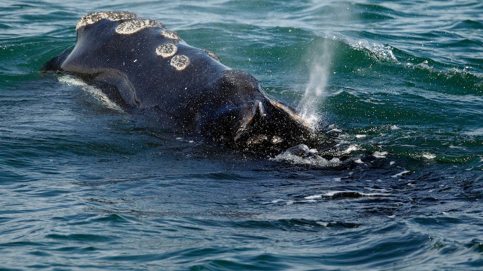 Featured image for Right whale decline stabilizes, but threats persist