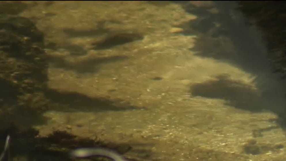 Featured image for Rising Hurricane Threat Amplifies Flesh-Eating Bacteria Risk in Florida Waters