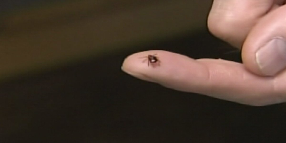 Tick season brings danger: Tips to protect yourself and your pets.