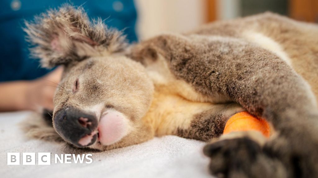 Featured image for Australia approves first koala chlamydia vaccine to combat epidemic