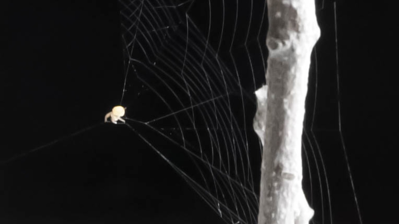 Featured image for Slingshot Spiders: Precision Hunters Using Vibrations to Catch Prey