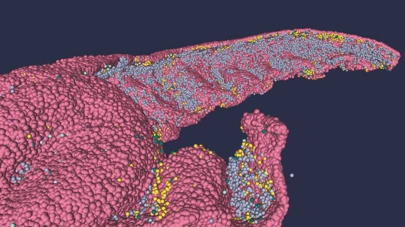 Featured image for Advancements in Modeling the Human Hippocampus: Full-Scale 3D and Single-Cell-Resolution Techniques.
