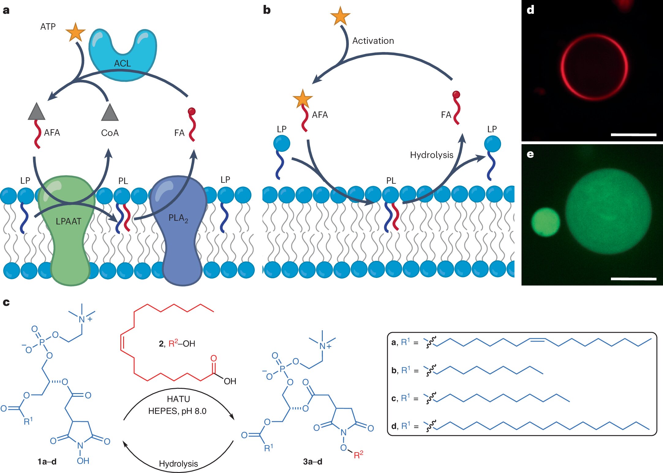 Featured image for Synthetic Cell Membranes Enable Metabolic Activity, Shedding Light on Life's Origins