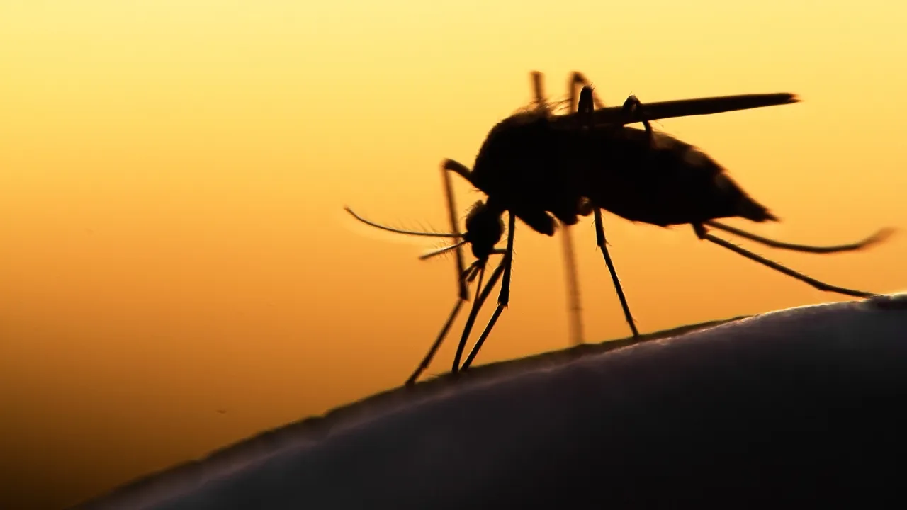 West Nile Virus Detected in Mosquitoes Across Multiple Counties