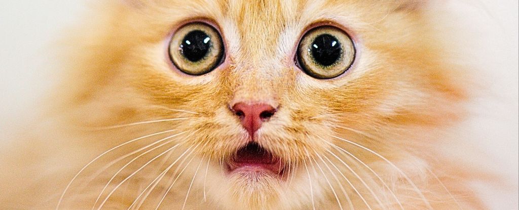 Scientists Unravel 60-Year Mystery of Orange Cat Fur