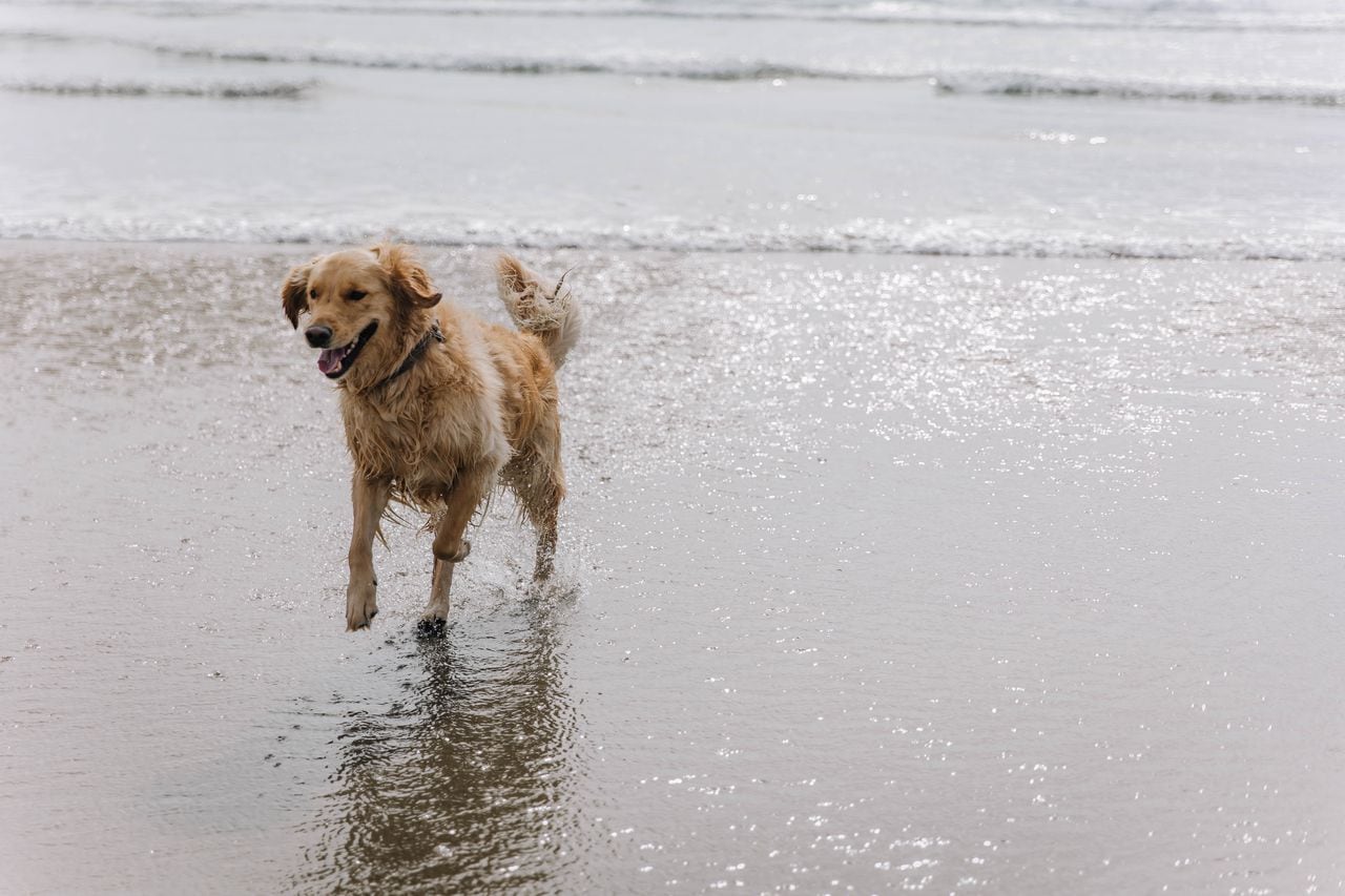 Featured image for "Coast Guard's Dramatic Cliffside Rescue of Dog in Oregon Captured on Video"