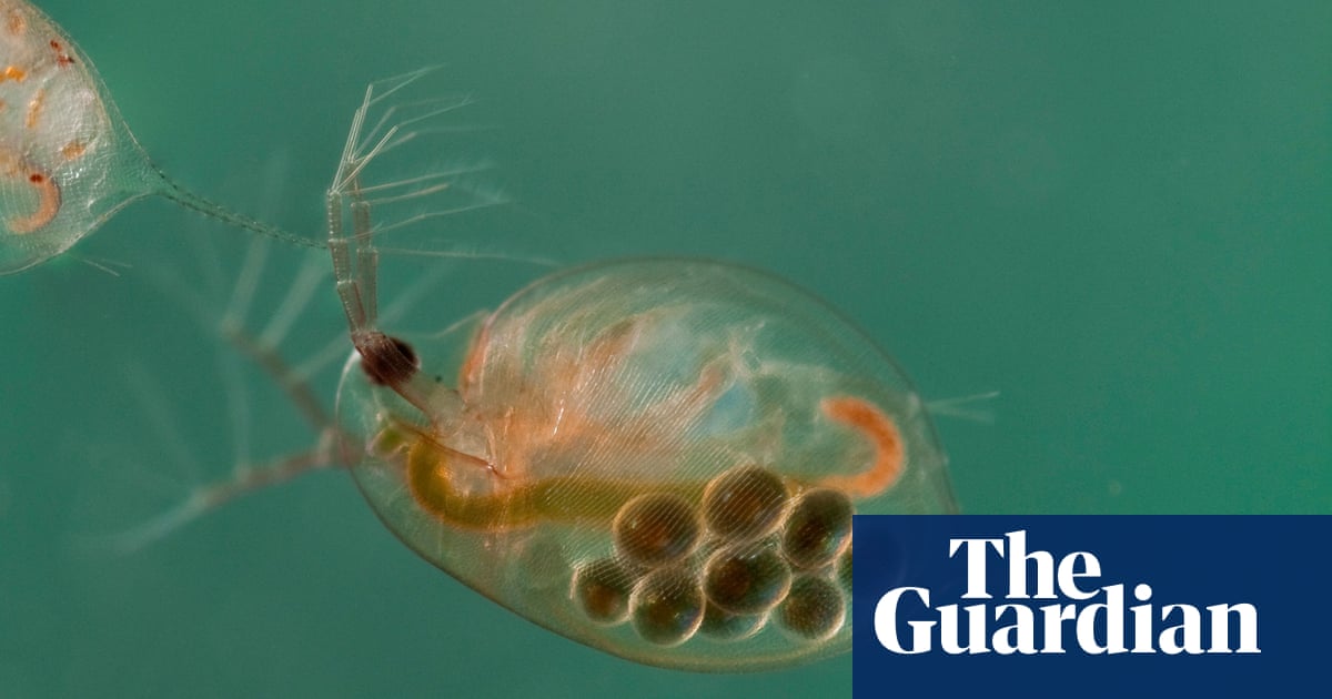 Featured image for Water Fleas: Nature's Solution to Wastewater Pollution