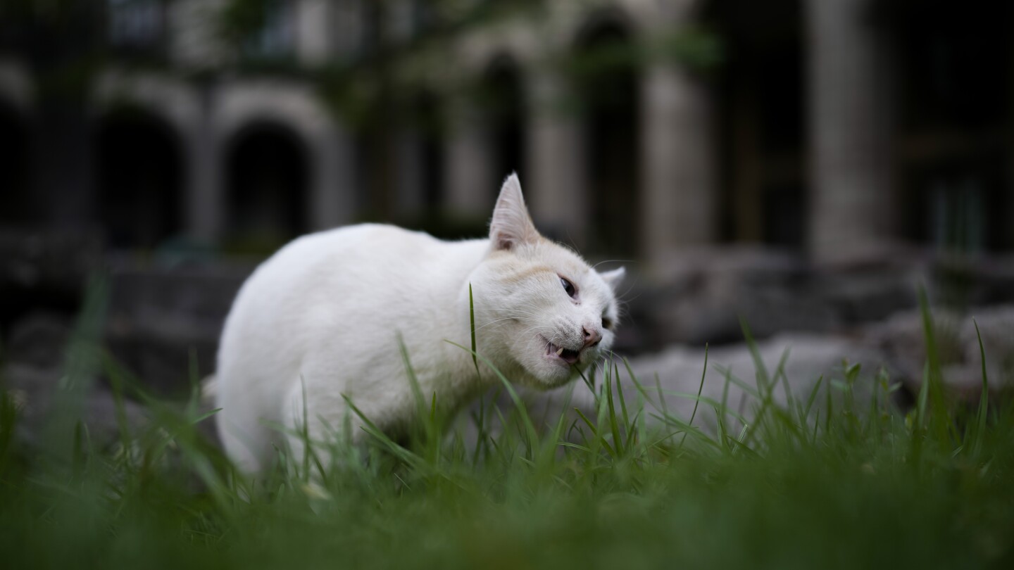 Featured image for "Mexico's Presidential Palace Makes Feline Friends Furever Residents"