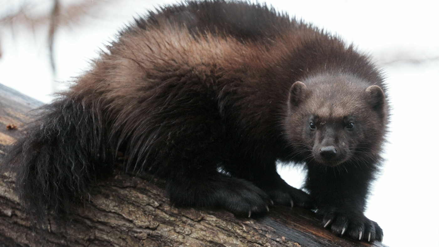 Featured image for Rare sighting of wolverine outside usual range after 30 years.