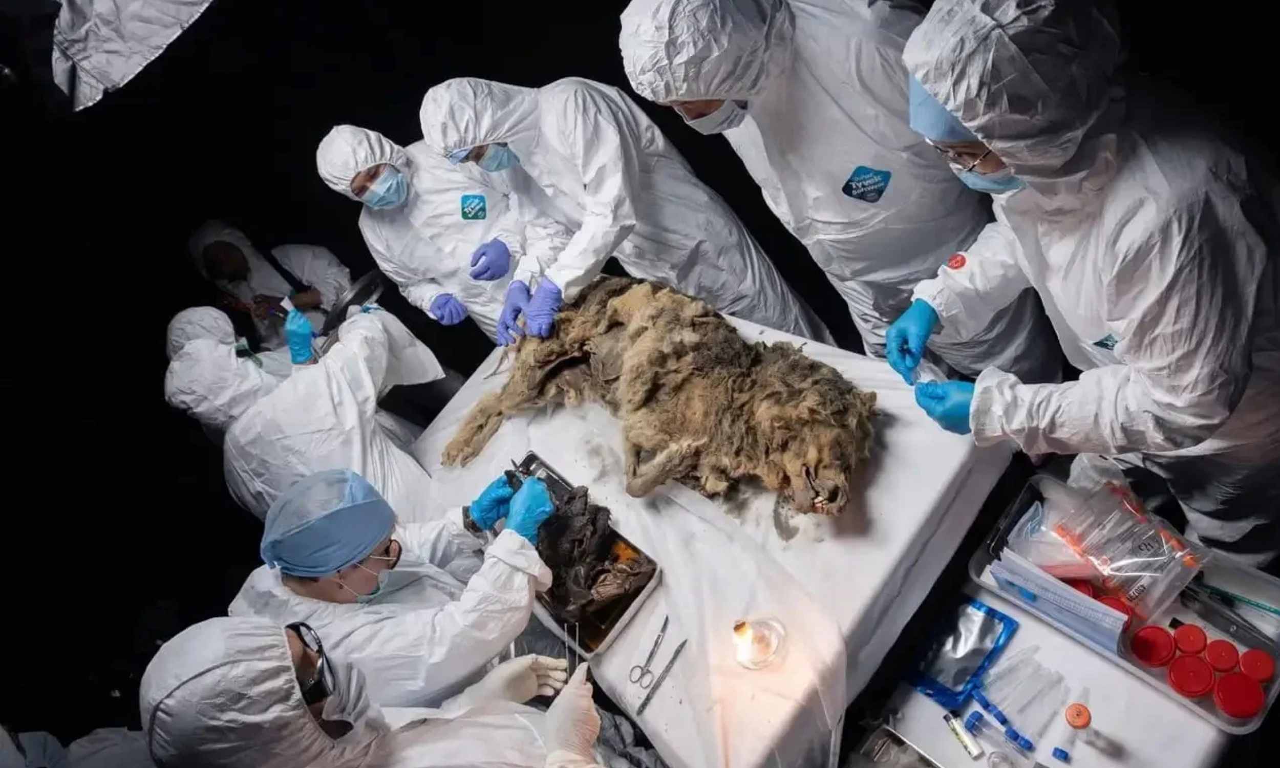 Featured image for Ancient Ice Preserves Nearly-Intact Wolf for 44,000 Years