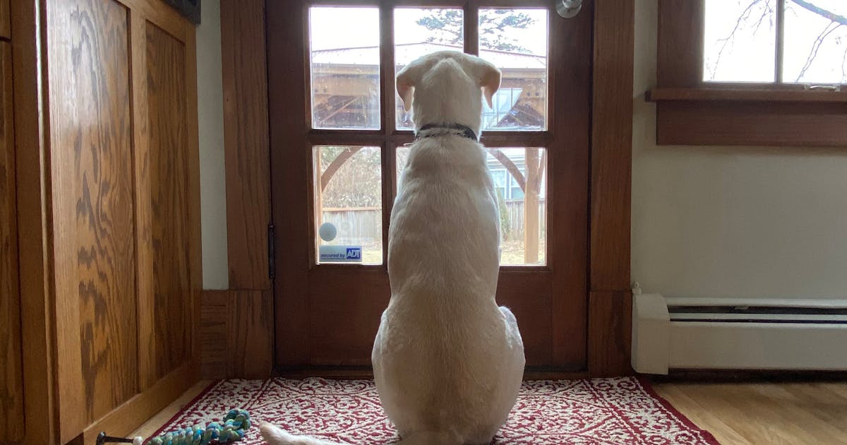 Featured image for "Protecting Pets: Fireworks Safety Tips and Dangerous Types Revealed"