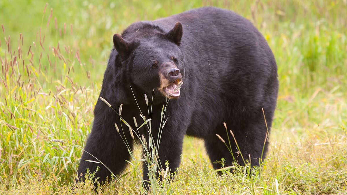 Featured image for "Bear Meat Linked to Parasitic Illness Across Three States"