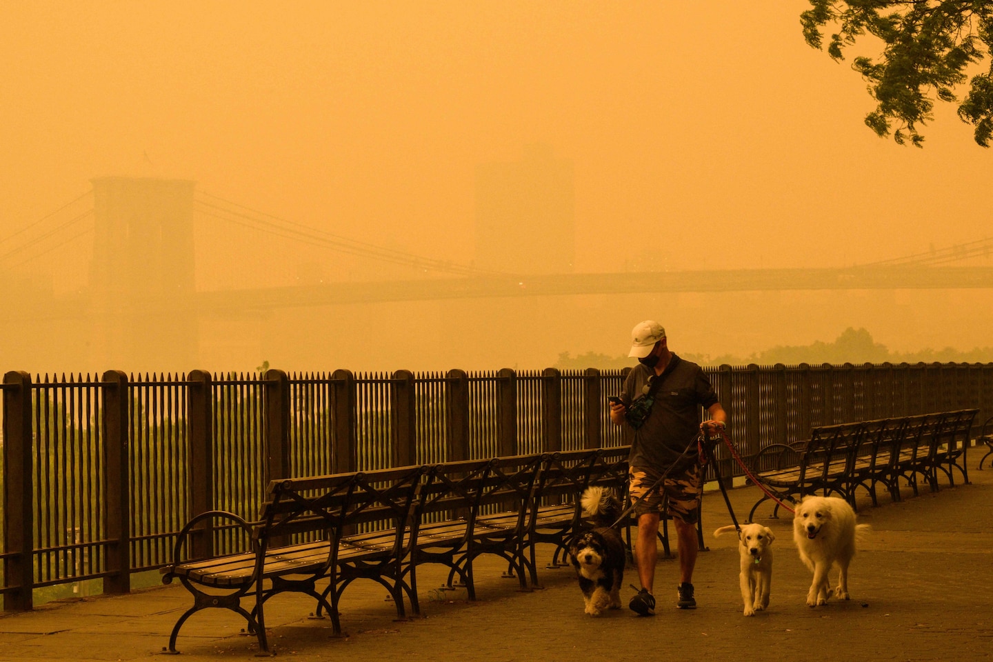 "Protecting Pets from Wildfire Smoke Hazards: Tips and Tricks"