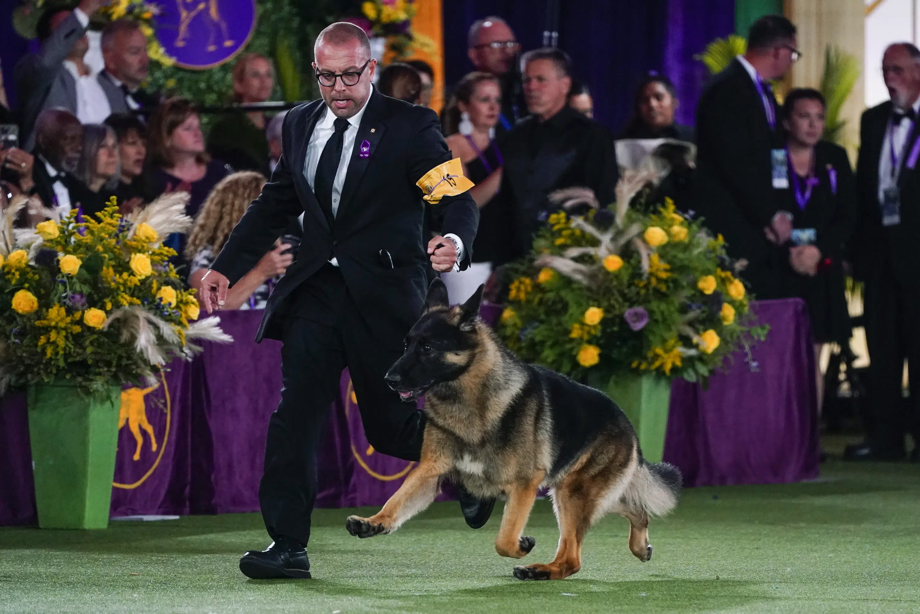 Featured image for Navigating the Westminster Kennel Club Dog Show