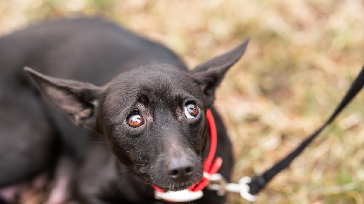 "Unexplained Dog Illness Spreads Across US: Symptoms to Watch for"