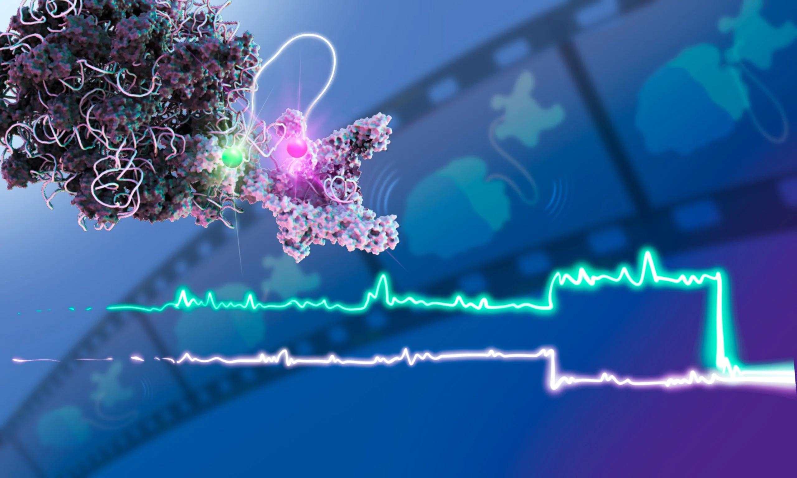 Featured image for Real-Time Insights into DNA and mRNA Dynamics Unveiled