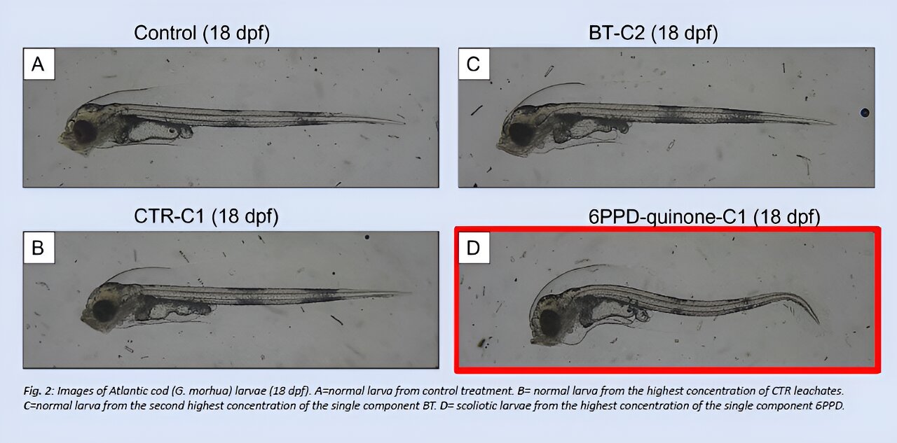 Featured image for Toxicity Levels in Common Plastic Products Leave Researchers Astonished