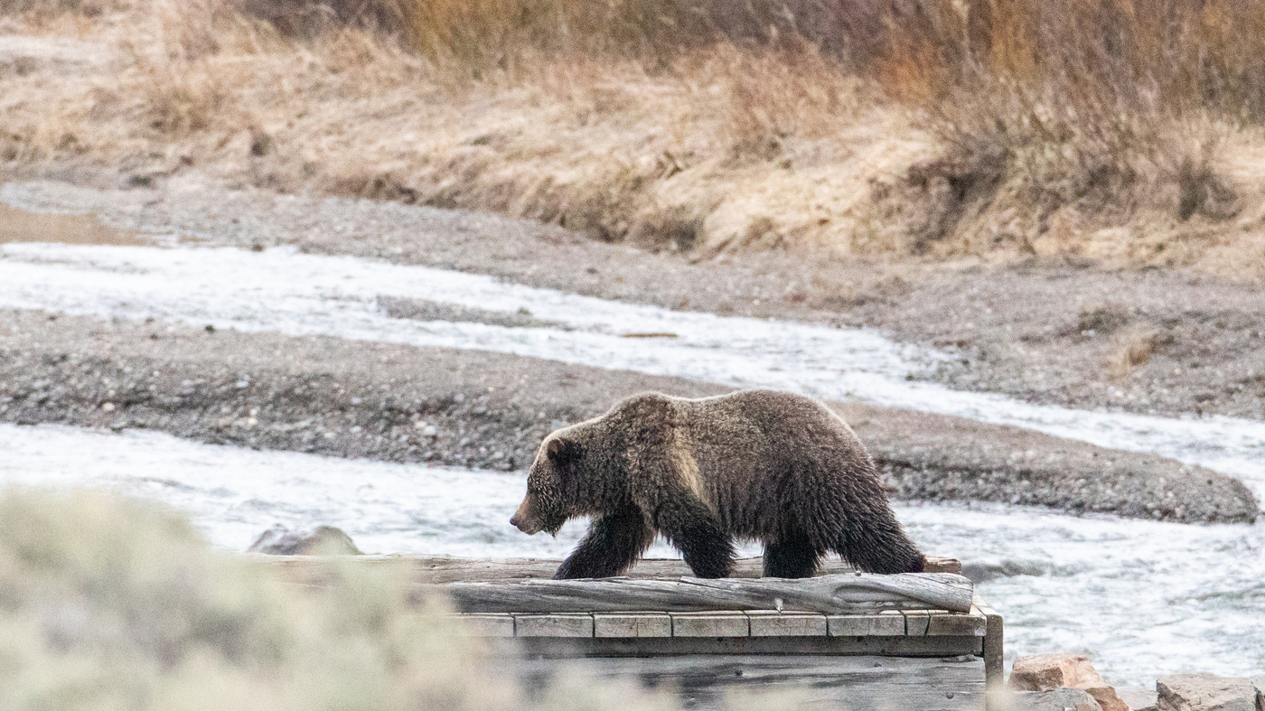 Featured image for Fatal Bear Attack Claims Woman's Life Near Yellowstone National Park