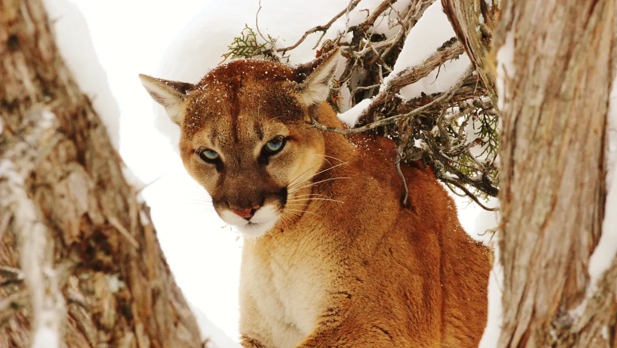 Featured image for "Cougar Injures Woman in Attack on Washington Cyclists"