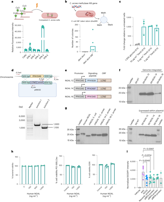 Featured image for "Engineered Skin Microbes Deliver Acne Treatment Molecules in Mice"