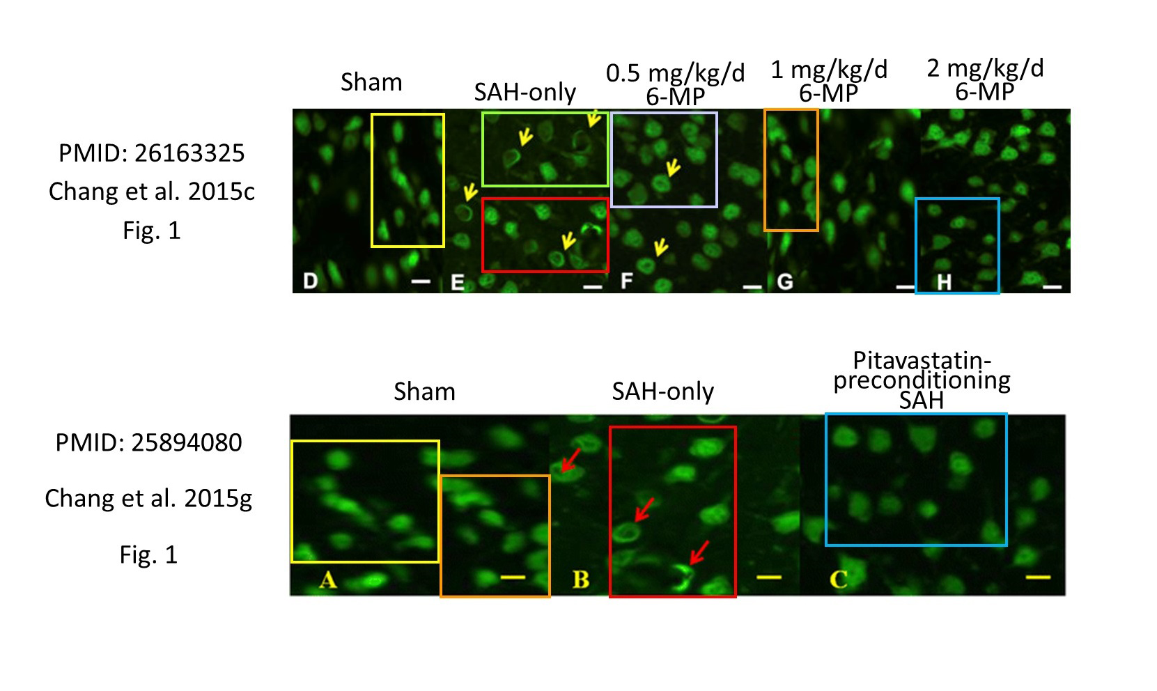 Featured image for Significant Image Issues Found in Animal Brain Injury Research