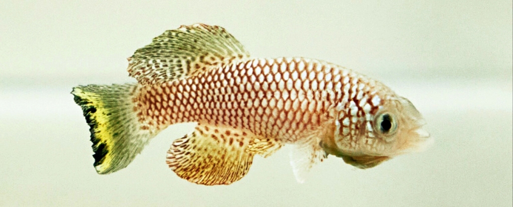 Featured image for Tiny Fish Reactivate Ancient Genes to Survive Prolonged Droughts