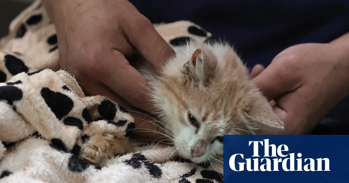 "Feline Coronavirus Outbreak Claims Thousands of Cat Lives in Cyprus, Experts Issue Warning"