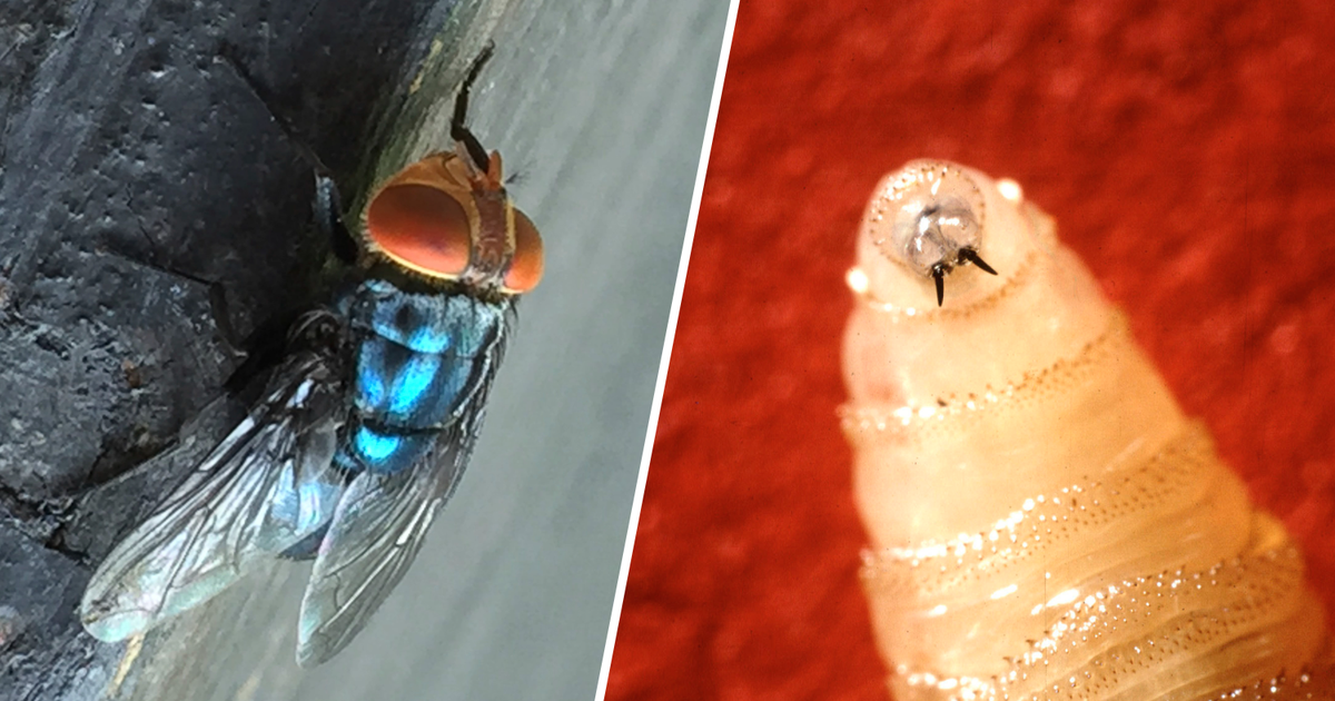 Featured image for U.S. Launches $8.5M Fly Facility to Combat Screwworm Spread