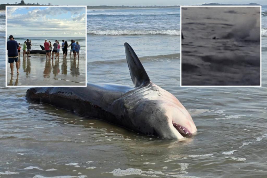 Featured image for "Shocking Video: Great White Shark Thrashes Ashore, Prompting Sinister Theories"