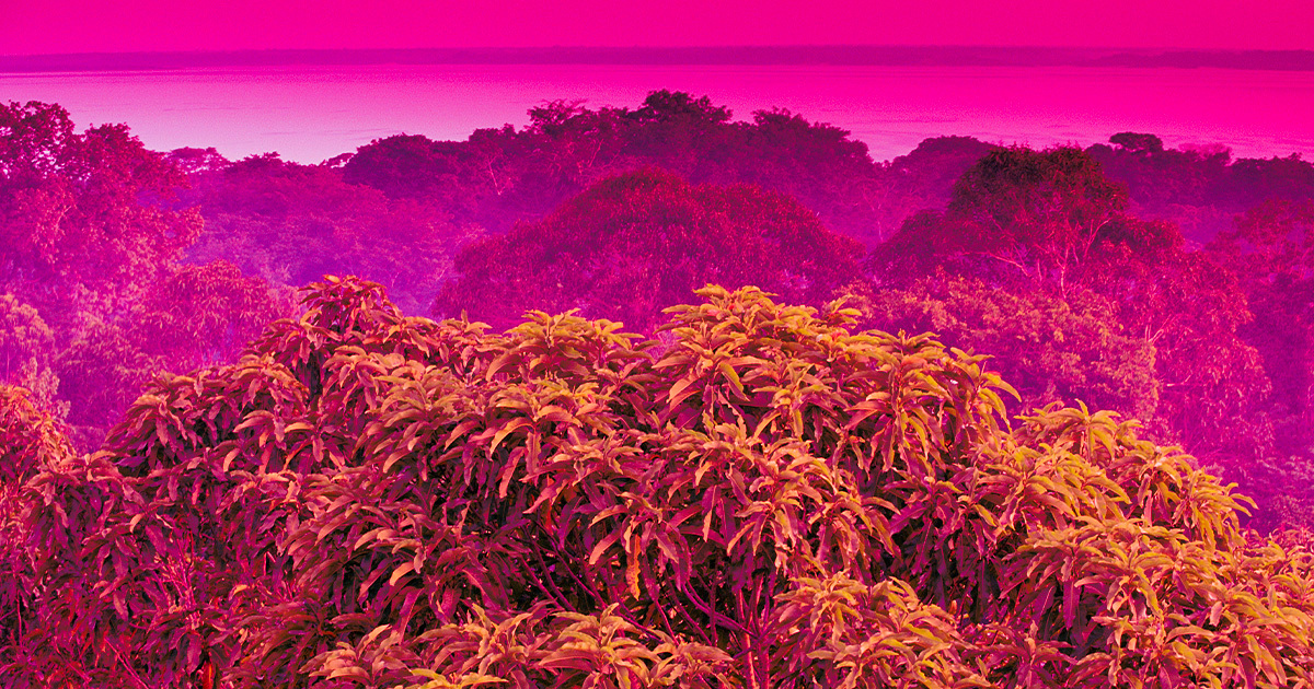 Featured image for Starlink Brings Internet to Remote Amazon Tribe, Sparks Addiction to Porn and Social Media