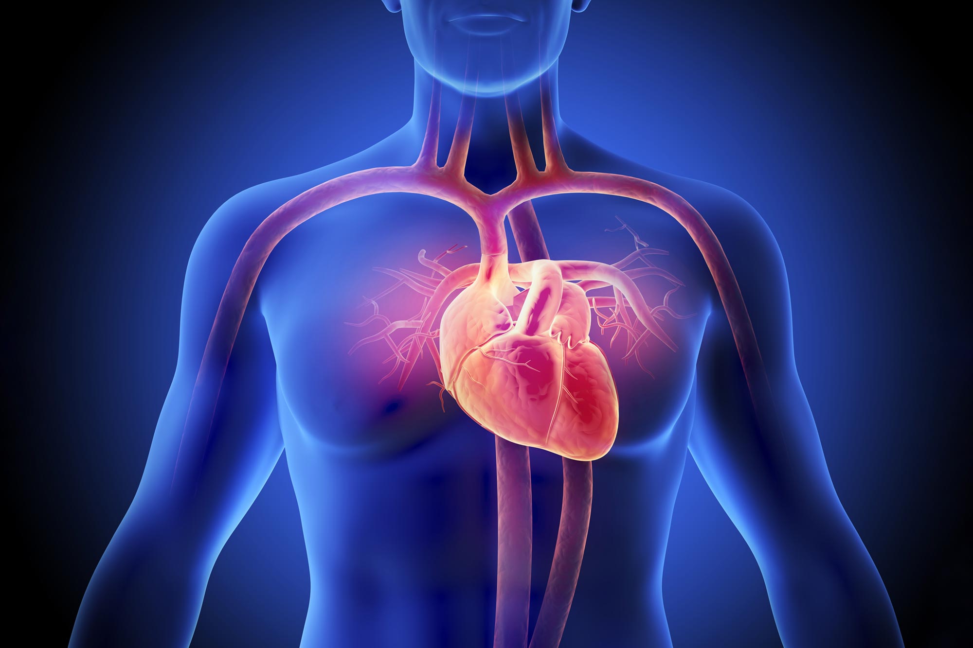 Featured image for Research Shows Diabetes Alters Heart Structure