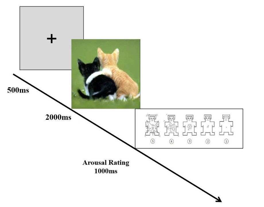 Featured image for The Power of Mindfulness: Enhancing Emotional Processing, Information Avoidance, Motor Control, and Selective Attention