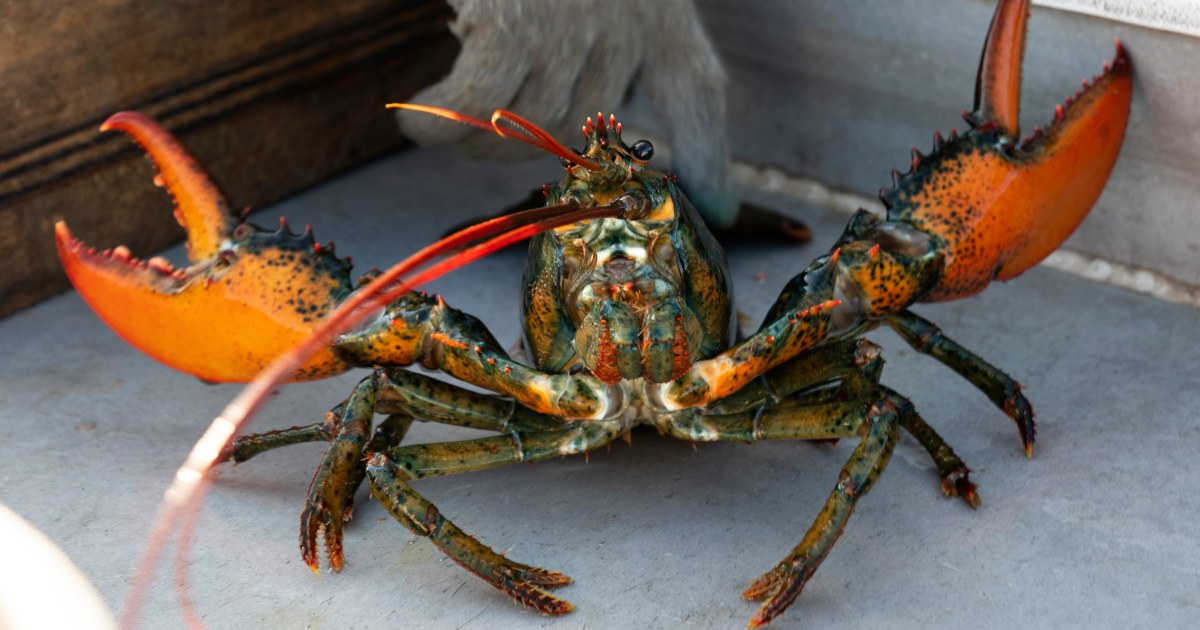 Lobster industry files lawsuits over do-not-eat and defamation claims