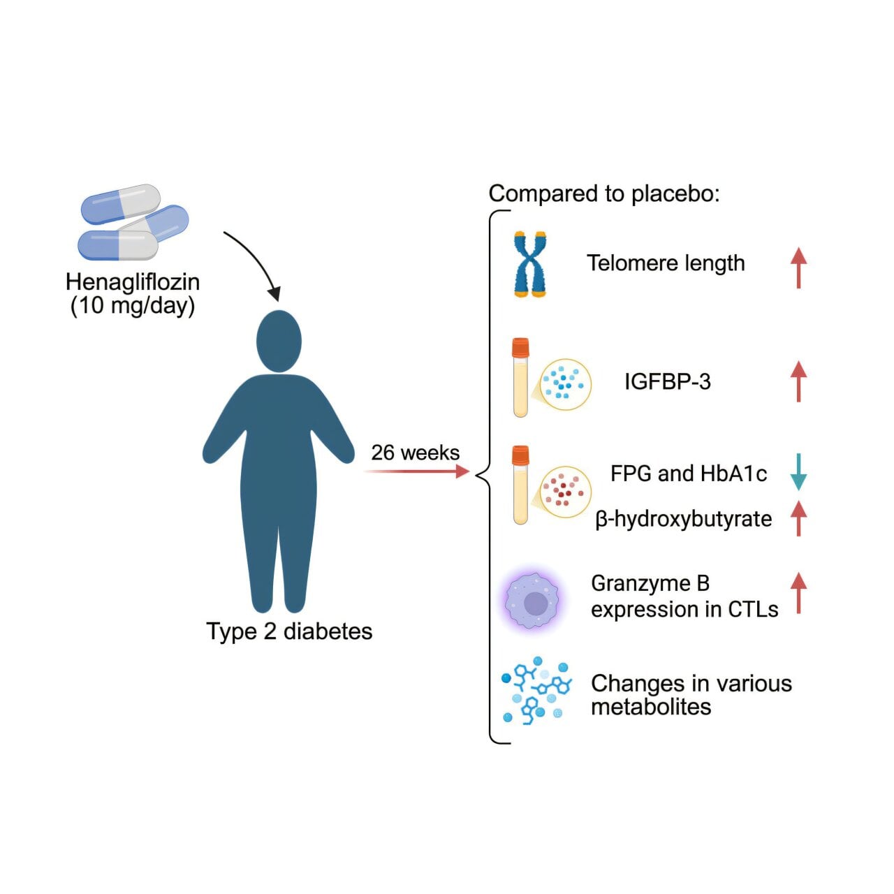 Featured image for Diabetes Drug Demonstrates Anti-Aging Benefits in Type 2 Patients