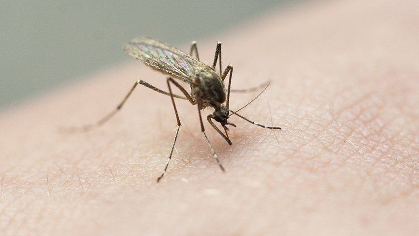 "Expert Tips and Efforts to Combat Mosquitoes This Summer"