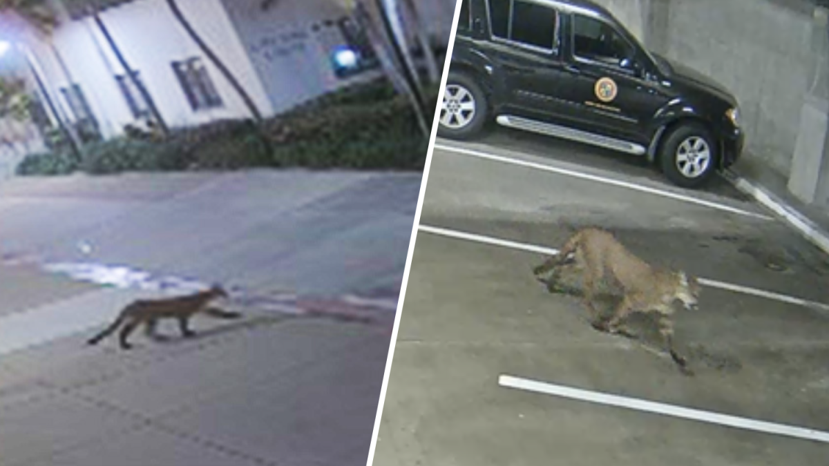 Featured image for "Oceanside's Recent Mountain Lion Sightings End in Tragic Car Accidents"